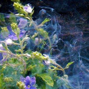 Meet your Posher, Annelisa